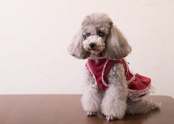 這幾種狗狗為什麼不能成為警犬其實大家都心裡有數