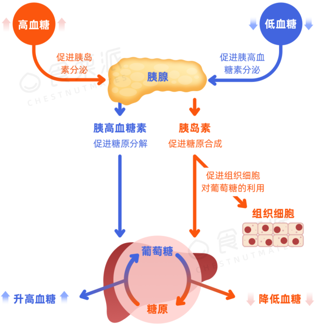 血糖是如何调节的?总降不下来或与这些行为有关