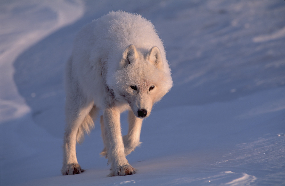 与北极荒原狼的一次赤裸相遇