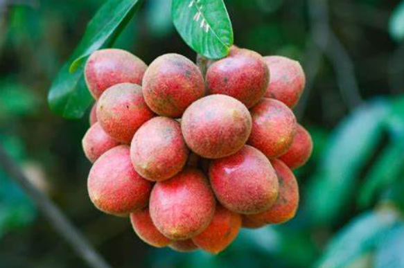 这些儿时摘过的野果,你记得几个?