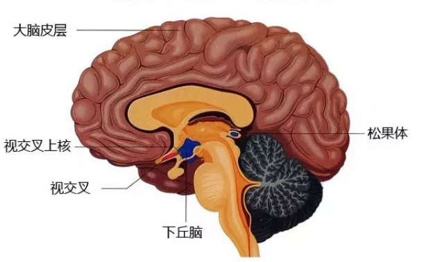 下丘脑视上核图片