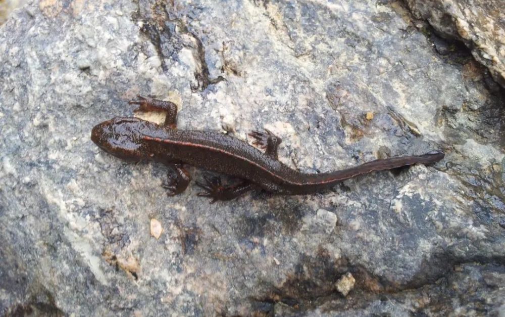 这个宝宝可不是四脚蛇五华分局查获一起非法出售国家濒危野生动物案