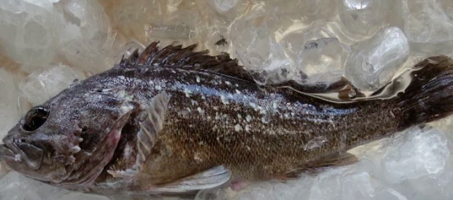 可怕继辐射猪后福岛又现核鲉鱼日本政府迅速禁止上市