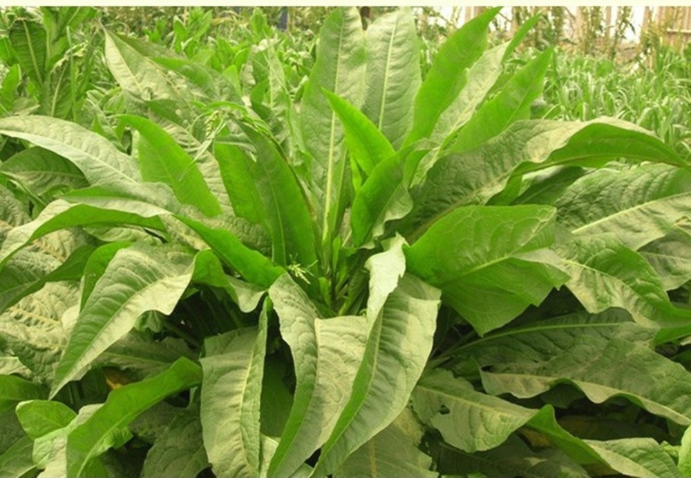 亩产20吨天香菊苣被誉为饲草骄子是牛羊猪的好饲料