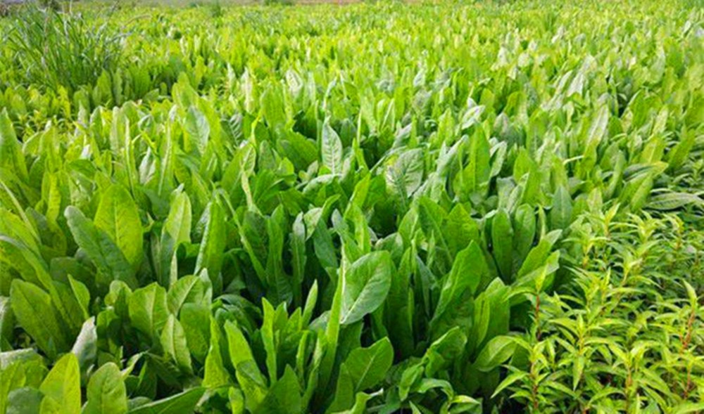 亩产20吨天香菊苣被誉为饲草骄子是牛羊猪的好饲料