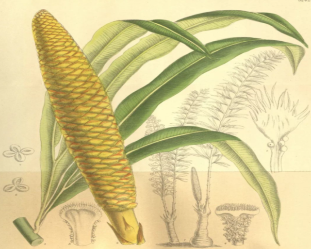 叉叶苏铁手绘图