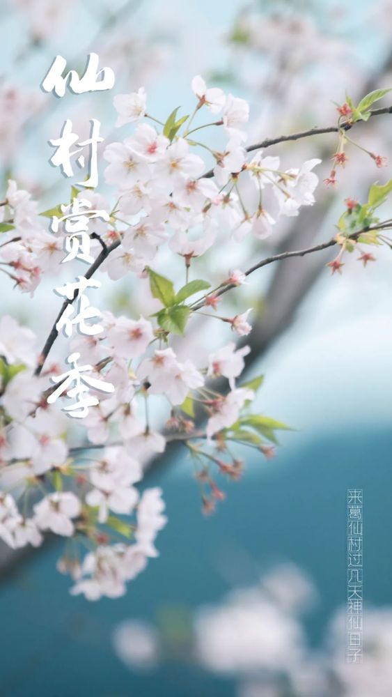 临近春天 葛仙村里开满了属于春天的花 腾讯新闻