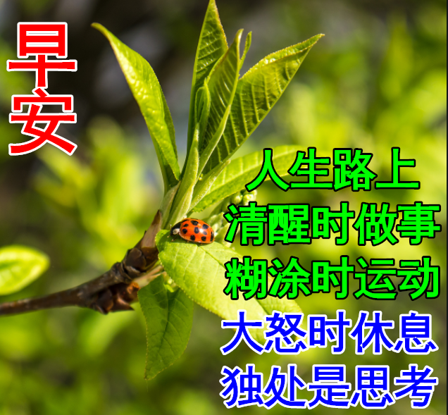 哈哈,早安,祝你天天天蓝,事事事顺,生活永远晴天,人生没有