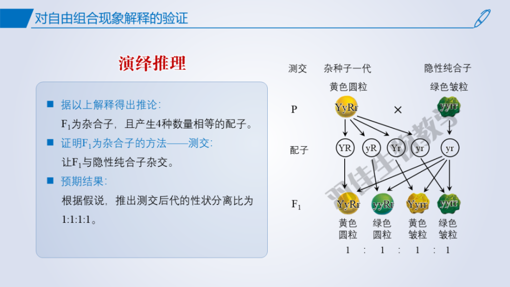 课件分享2019人教版高中生物必修2第1章第2节孟德尔的豌豆杂交实验二