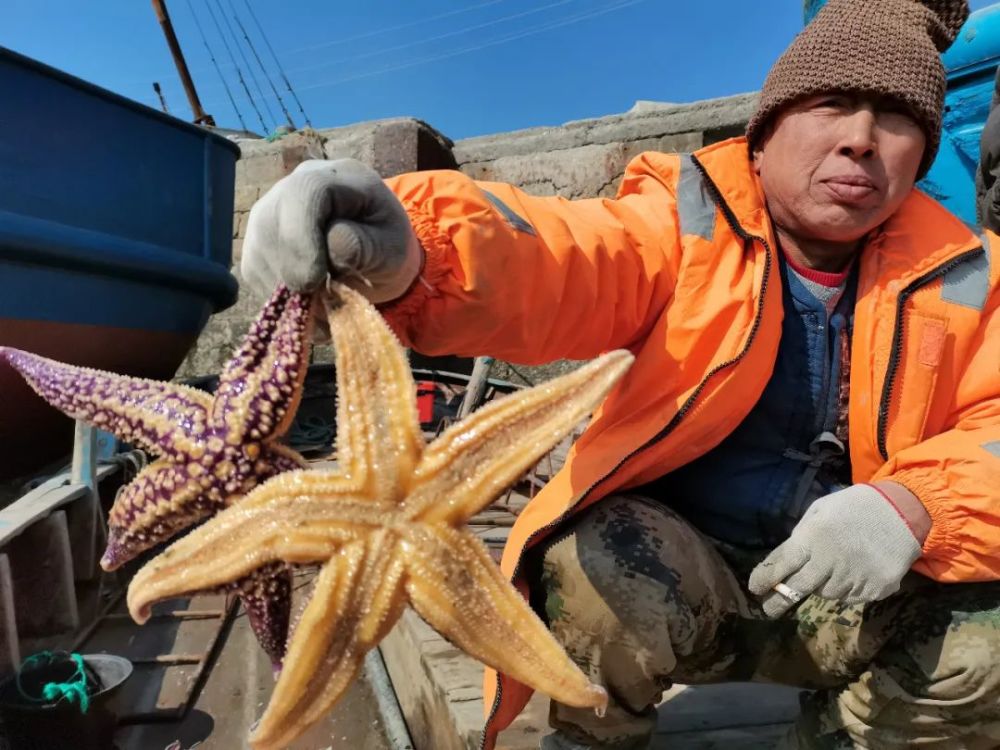 祸害胶州湾蛤蜊养殖户的海星又来了红岛渔民一次捕回上万斤