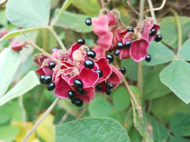 缠绕植物鹿藿果实像老鼠眼睛别名一条根常作为绿植和药材