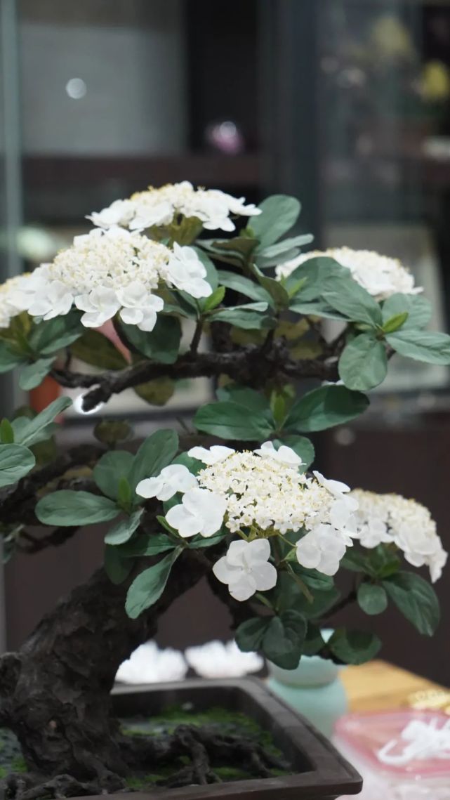 通草花琼花据了解,制作一盆盆景一般需要花费三个月时间,工期长