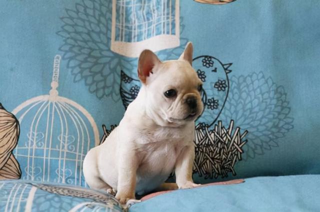 腾讯内容开放平台