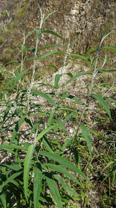 农村常见灌木白背枫全株可供药用能祛风化湿提取芳香油请重视