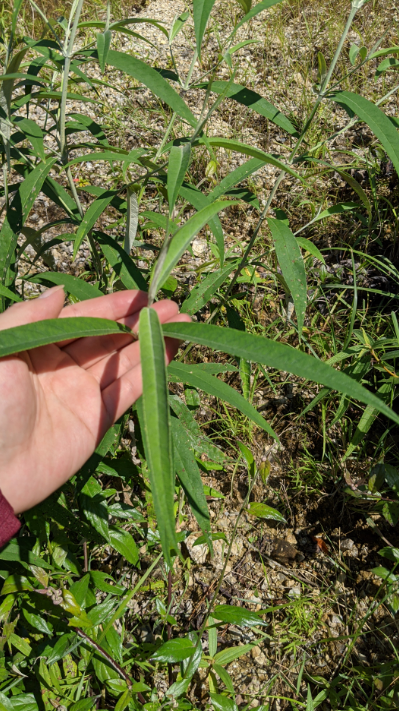农村常见灌木白背枫全株可供药用能祛风化湿提取芳香油请重视