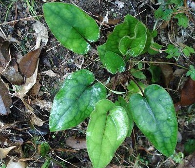 扑地金钟兔耳风也叫朝天一炷香药用价值厉害了看到请珍惜