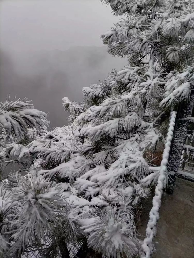 今天台州这些地方下大雪了雪深5厘米羡慕哭了