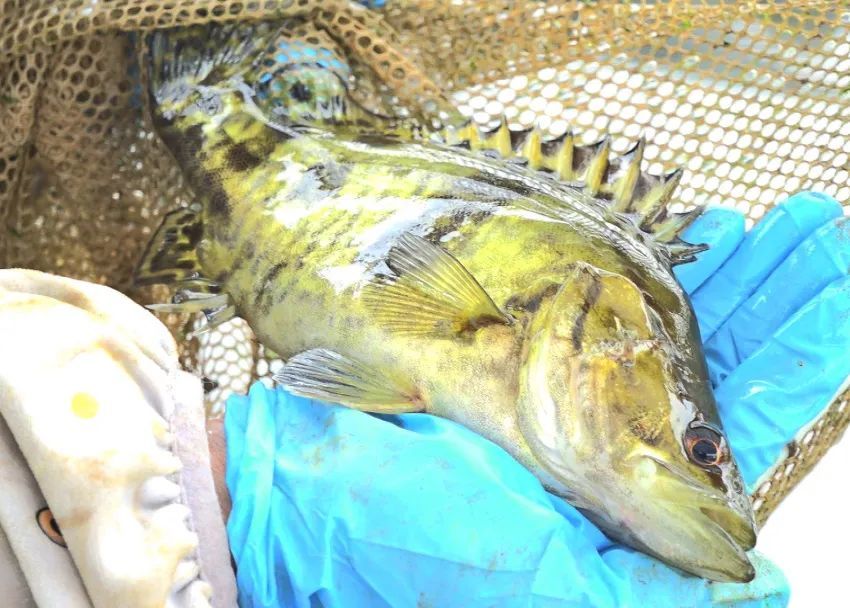 鱼帮菜 菜帮鱼 山塘这个生态养殖模式好新颖 腾讯新闻