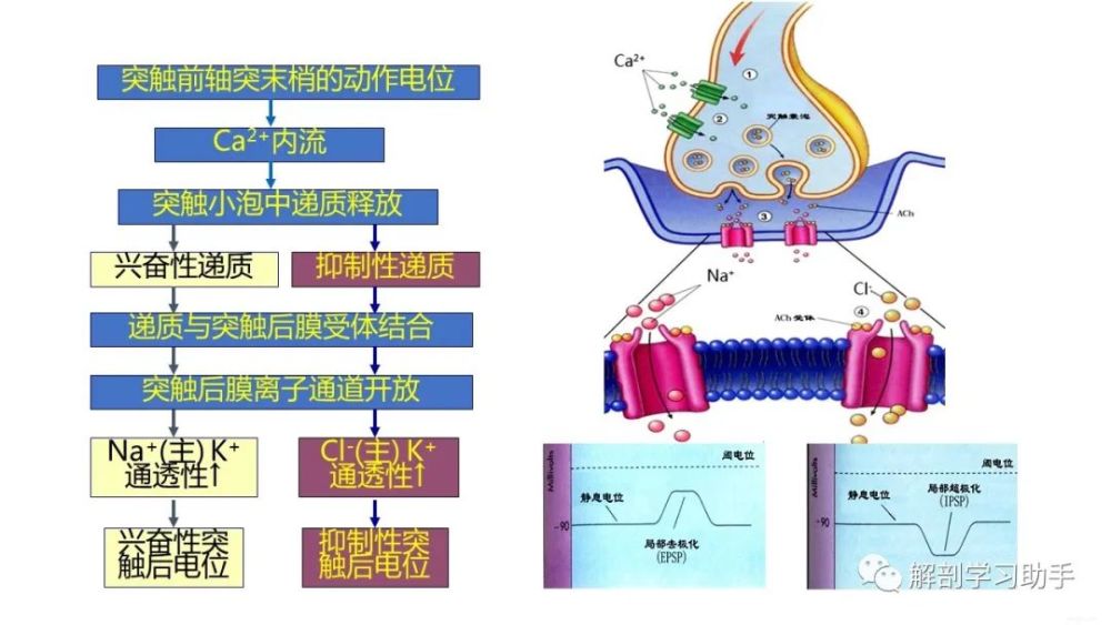 在下運動神經元對骨骼肌的作用下,癱瘓的骨骼肌呈強直收縮狀態