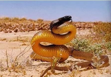 眼镜王蛇vs太攀蛇图片