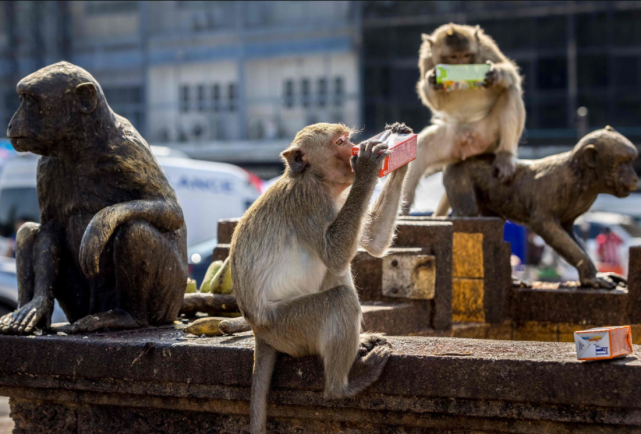 埃博拉病毒|美国|猴子|实验猴