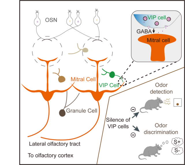 元的基本特性及其与嗅球输出神经元——僧帽细胞和簇状细胞(mitral