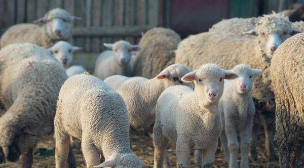 肉用羊著名品种有哪些