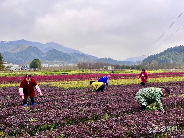 幸福账单袁州新坊镇绘好山水画财富延延来