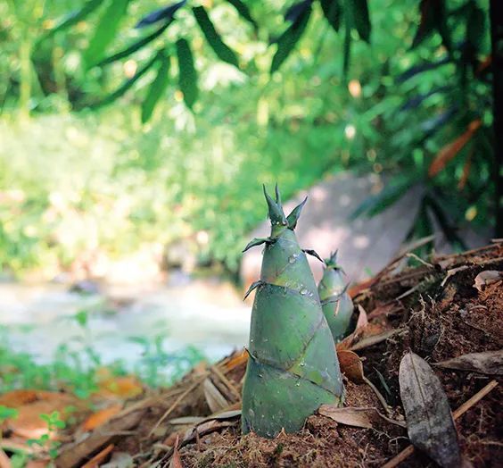 埔田竹笋的魅力