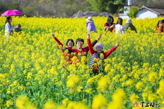 菜花黃,金滿堂!梅州這片油菜花海等你來邂逅