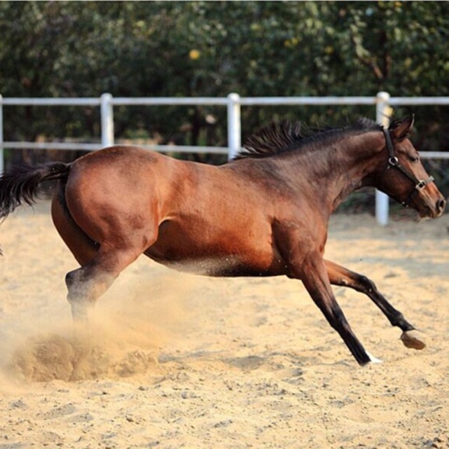 以善良宽容之心待人之穆公失马