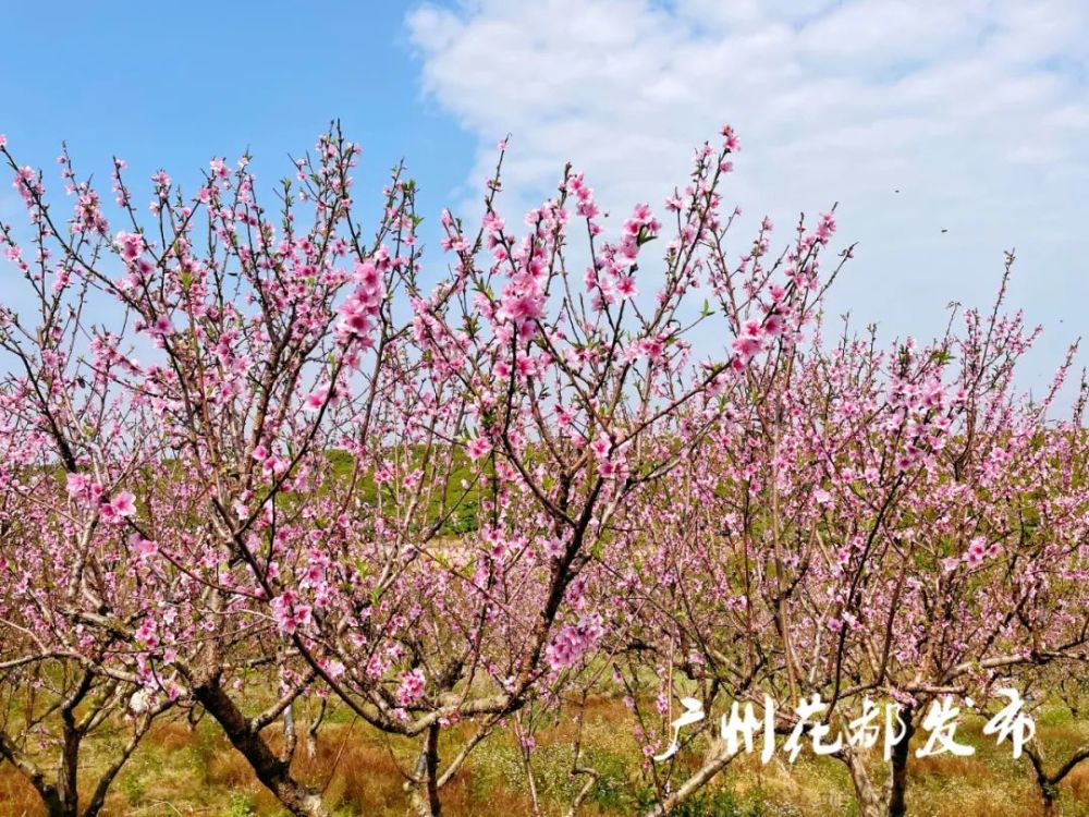 千畝桃花開好了來花都邂逅最美春色