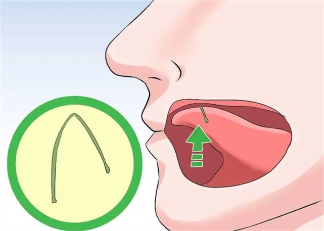 1,将茎纵向放在舌头上,慢慢向上推舌头,将茎尖放在舌尖.