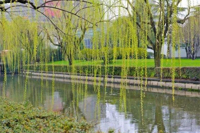 早春春雨美诗五首:隔帘春雨细,莺声细雨中