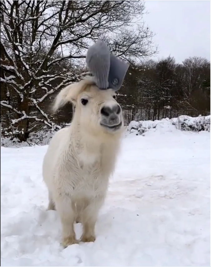 小马驹在雪中玩耍吸引了大量网友围观这实在太可爱了