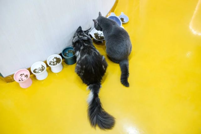嗲萌猫咪坐镇,忘情狂rua!拥有属于你的毛茸茸!