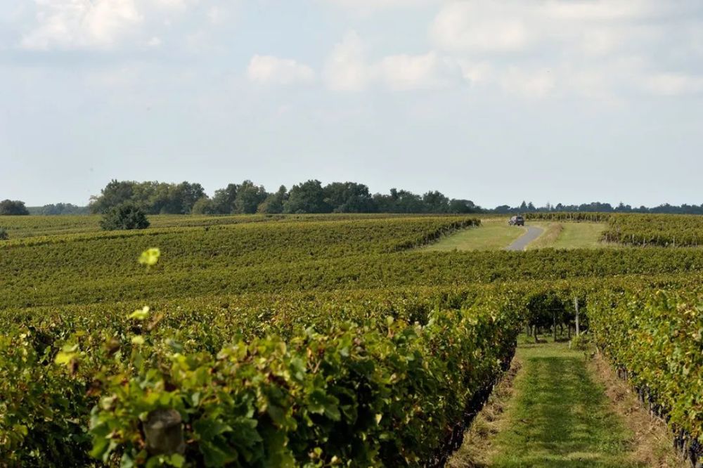 苏玳产区名庄之二级庄苏奥酒庄