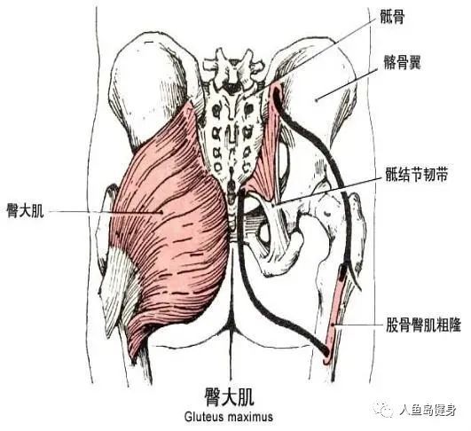 深層有臀小肌和閉孔外肌.