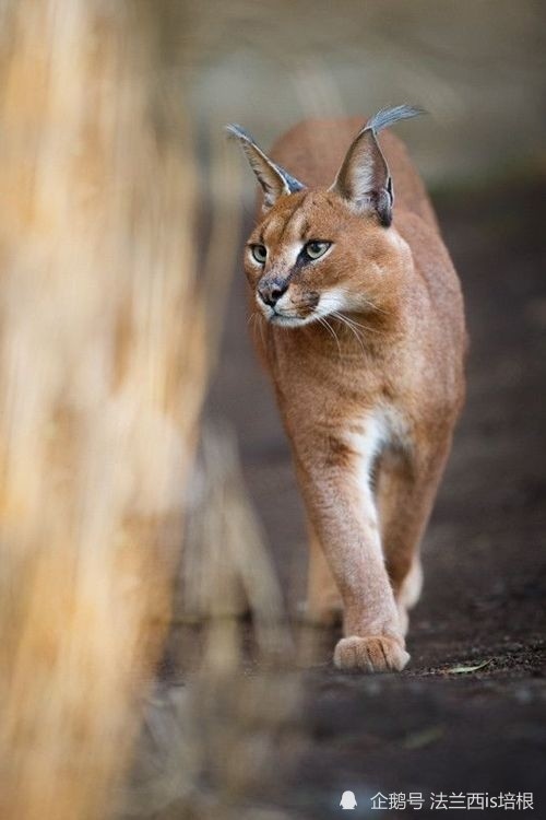 抓鸟小天才狞猫一跳3米高跑得比兔子快却被人当成狗来使唤