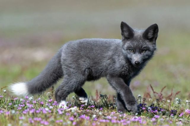 五颜六色的狐狸你见过吗