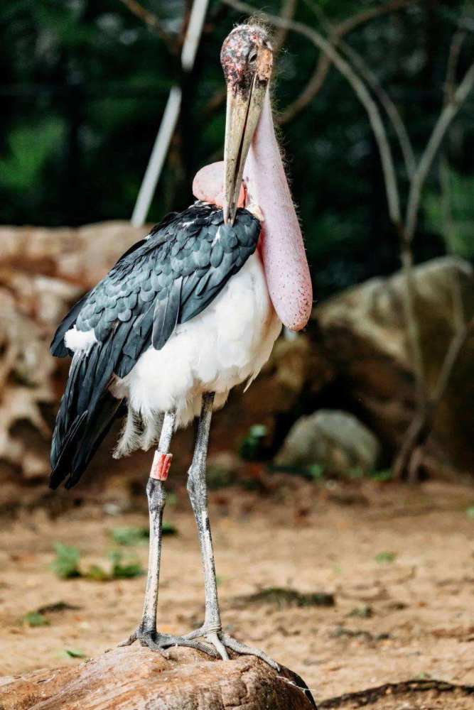 喜歡食腐就禿頭非洲禿鸛的彪悍鳥生鬣狗鱷魚也不放在眼裡