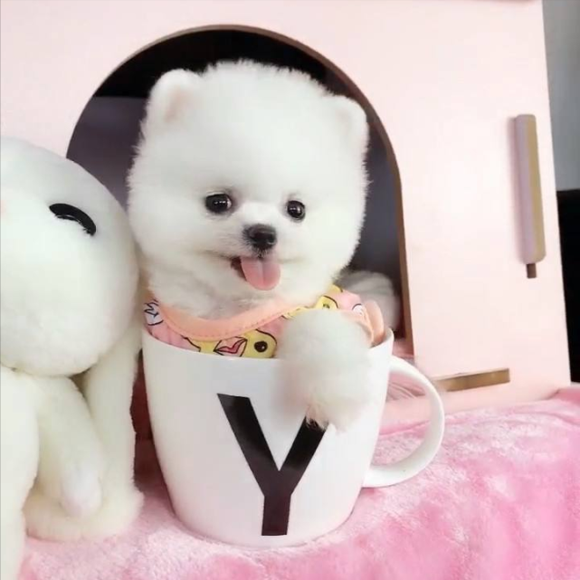 茶杯犬應該是世界上體型最小的犬種了吧,它們的體型像茶杯那麼小,身體