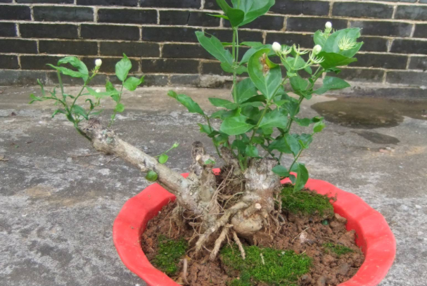 茉莉老桩怎么养,怎么催发新枝方法