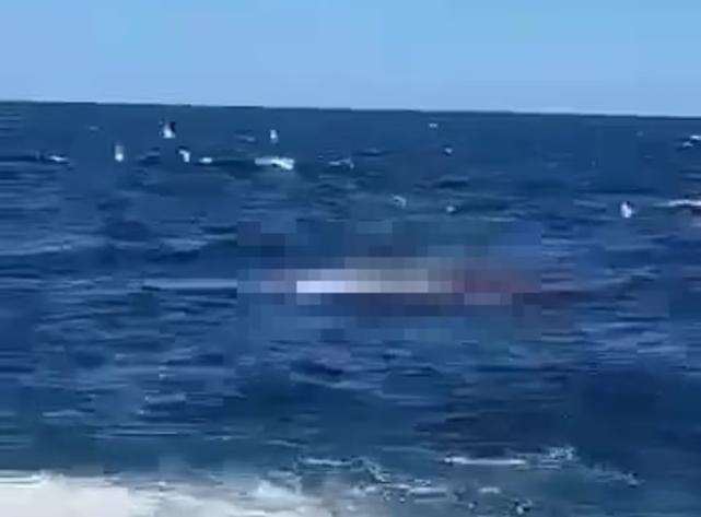 英媒：悉尼一男子被大白鲨袭击致死，遗体被撕咬得残缺不全剑桥少儿英语电子版教材