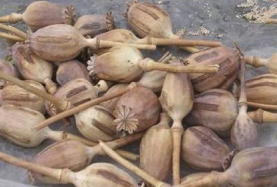 宁夏男子联系上家购买大量罂粟壳高价卖给内蒙下家案情曝光