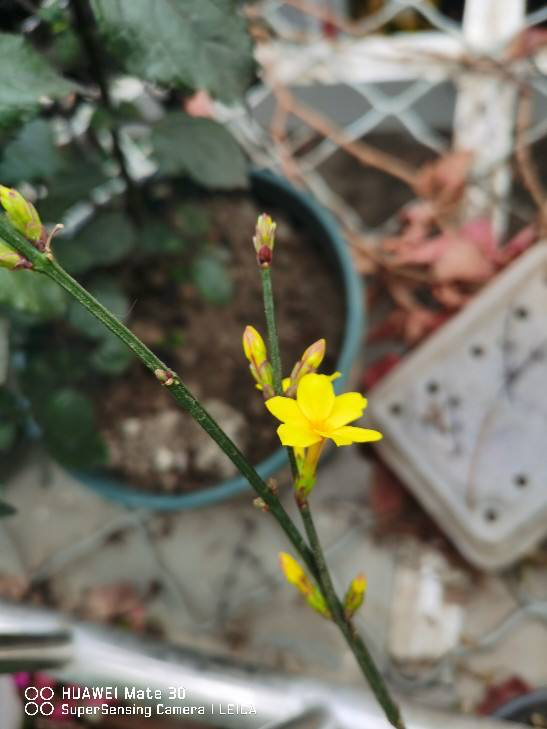 早春就开花的植物 现在养正是时候 呼呼开花花苞冒不停 腾讯新闻