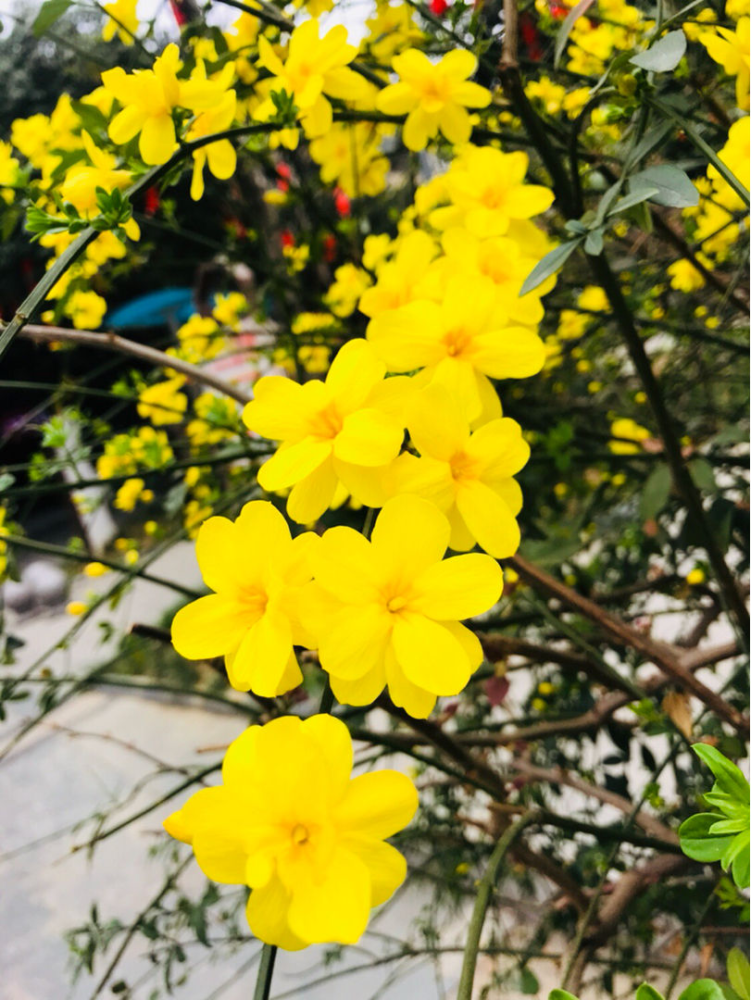 早春就开花的植物 现在养正是时候 呼呼开花花苞冒不停 腾讯新闻