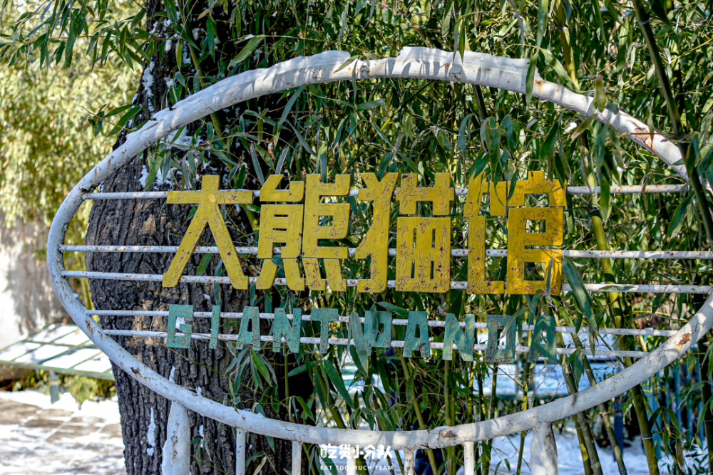 北京动物园限定，熊猫咖啡来了！初三上音乐课本