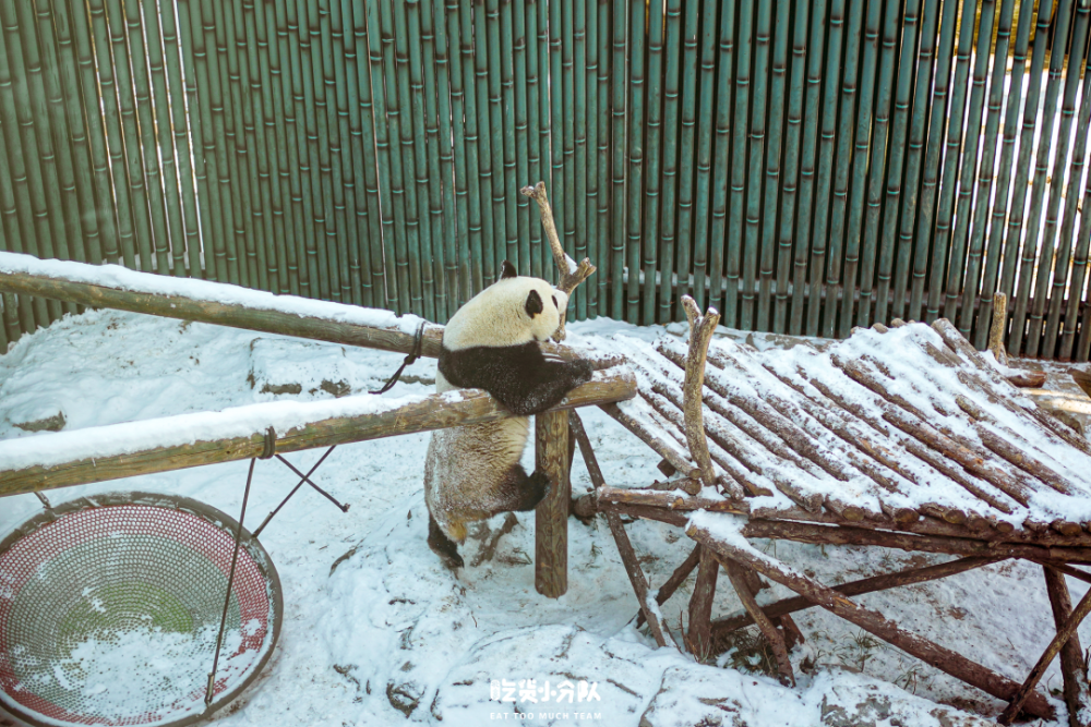 北京动物园限定，熊猫咖啡来了！初三上音乐课本