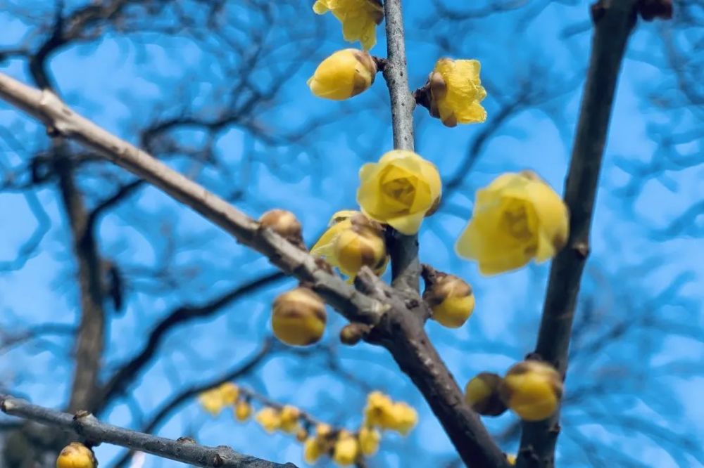 暗香扑鼻来，花开正当时！北京号带您“云”赏蜡梅